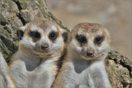 <p>SURIKATA (Suricata suricatta), ZOO Ústí nad Labem</p>